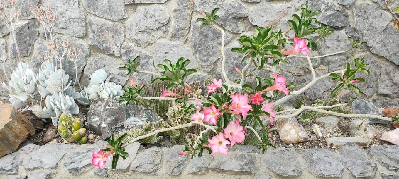 3 Aloes Guesthouse Uis Esterno foto